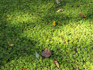 Duckweed background