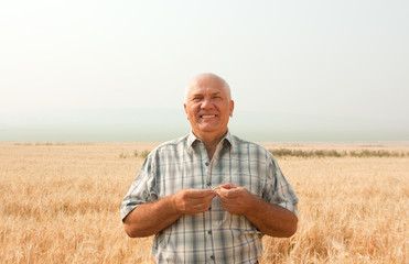 Naklejka na ściany i meble agriculturist in field of wheat. harvest time