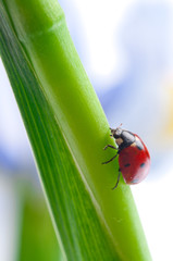 red ladybird