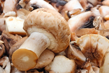 Fresh mushrooms