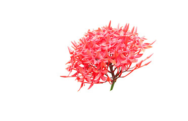 Naklejka premium Red Ixora flower isolated in white