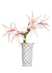 Giant Spider Lily in a flower vase isolated on white