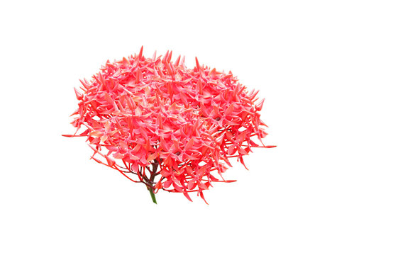 Beautiful Red Ixora flower isolated on white