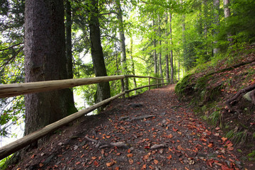 Fototapeta premium Fence path through summer fir forest