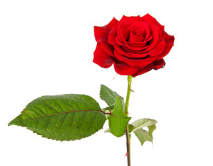 Fototapeta premium red rose over white background
