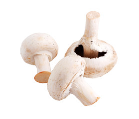 mushrooms (path included)