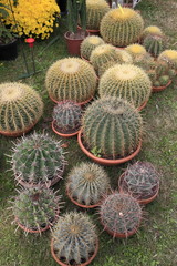 cactus mondo