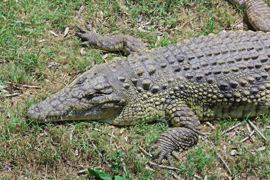 Green crocodile