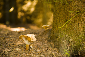 a mushroom in the woods
