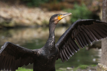 Kormoran
