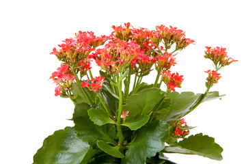 Fototapeta premium pink kalanchoe flower plant over white background