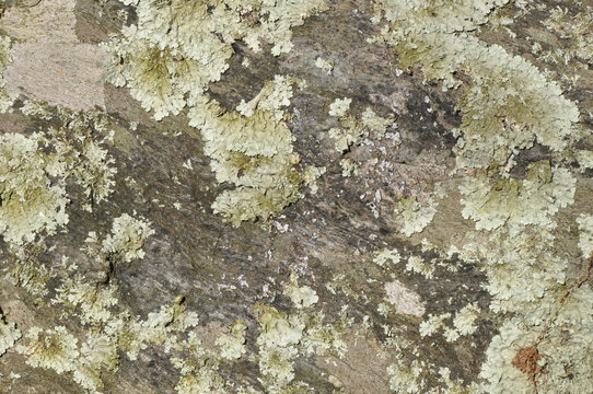 Flechten auf naturstein