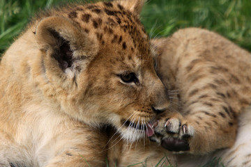 Baby-Löwe