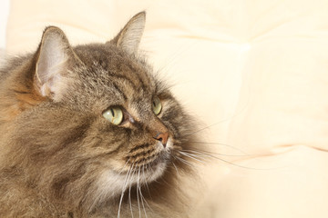 tête de chat de Sibérie de profil