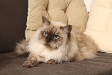 le chat et les coussins