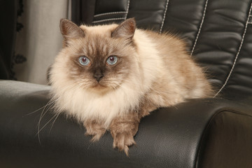 siberian forest cat on the sofa
