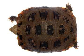tortoise turtle