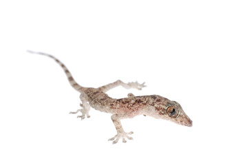 gecko babe isolated