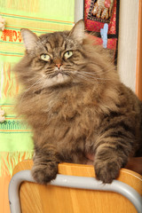 chat sibérien sur une chaise