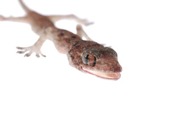 Naklejka premium gecko babe isolated