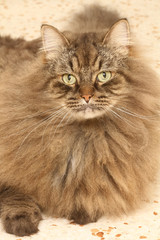 siberian forest cat