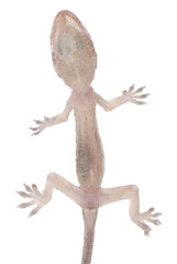 gecko babe isolated