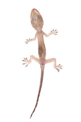Fototapeta premium gecko babe isolated