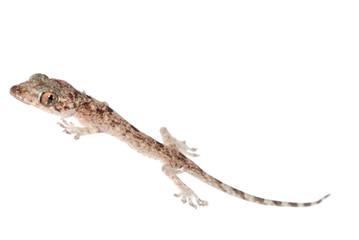 gecko babe isolated