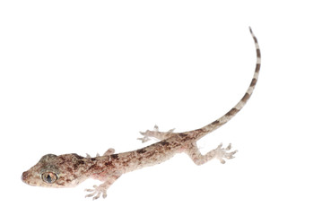 gecko babe isolated