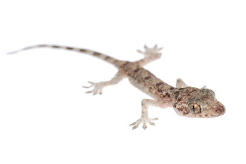 gecko babe isolated