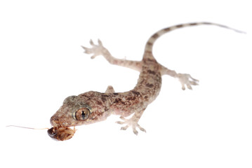 gecko babe eat roach isolated