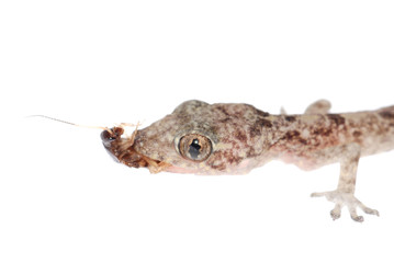 gecko babe eat roach isolated
