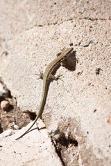 Lizard