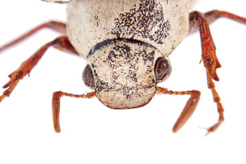 scarab beetle