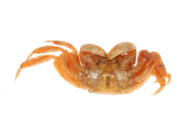 crab