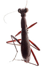 ant mimic beetle