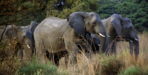 Obraz na płótnie Canvas Elephants
