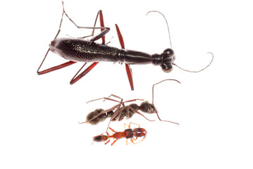 ant and ant mimic spider, ant mimic beetle