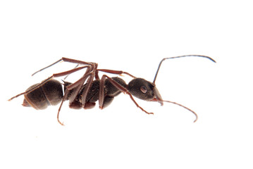 ant isolated