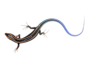 blue tail skink lizard - Powered by Adobe