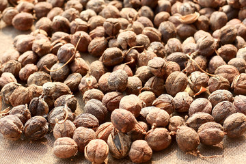 tropha seeds (Biodiesel) .