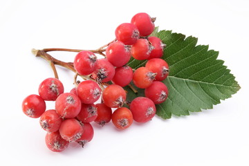 Cluster of rowan berries on a white background.