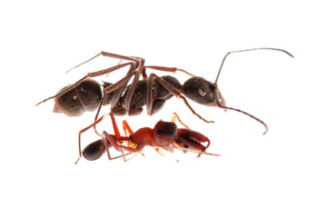 ant and ant mimic spider