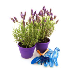 Lavender Stoechas with gardening tools © Ivonne Wierink
