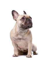 French Bulldog isolated on white