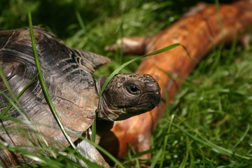 Schildkröte im Freigehege