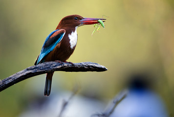 Kingfisher with grasshopper