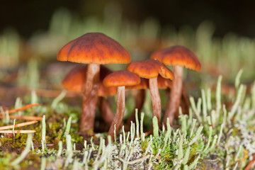 mushrooms in a moss