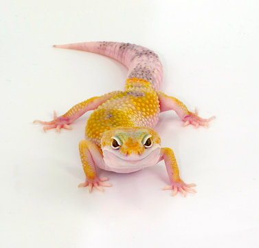 geco leopardino leopard gecko Genere Eublepharis