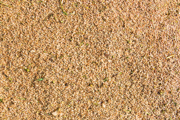 Just harvested wheat seeds with green parts of weed | Texture